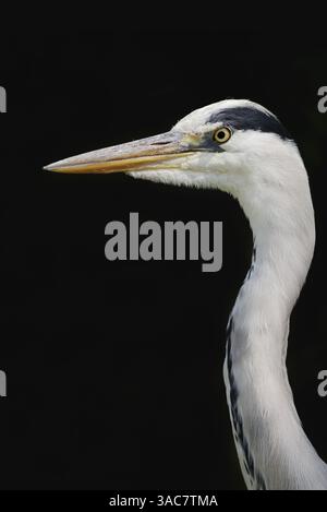 Graureiher (Ardea cinerea), Nordrhein-Westfalen, Deutschland | Graureiher (Ardea cinerea), Nordrhein-Westfalen, Deutschland Stockfoto