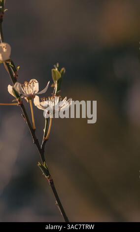 Blühender Aprikosenzweig im Frühjahr Stockfoto