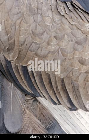 Bateleur Eagle (Terathopius ecaudatus), Gefieder | Gaukler (Terathopius ecaudatus), Gefiederdetail Stockfoto