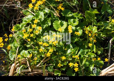 Gelbe Marsh Marigold, Caltha palustris, Blumen auf dem Bett von üppig grünen Blättern. Stockfoto