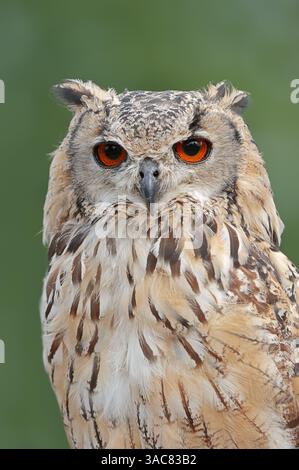 Steinadler oder Indische Uhu (Bubo bengalensis) | Bengalenuhu oder Indischer Uhu (Bubo bengalensis) Stockfoto