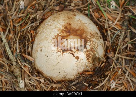 Gemein Stinkhorn (Phallus impudicus), Deutschland | Gemeine Stinkmorchel (Phallus impudicus), Hexenei, Deutschland Stockfoto