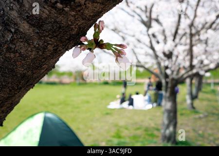 Menschen und Familien machen ein Picknick unter dem Kirschblüten-Sakura-Baum in Japan Stockfoto