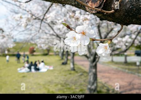 Menschen und Familien machen ein Picknick unter dem Kirschblüten-Sakura-Baum in Japan Stockfoto