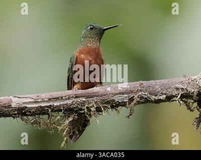 Chestnut Breasted Coronet Stockfoto