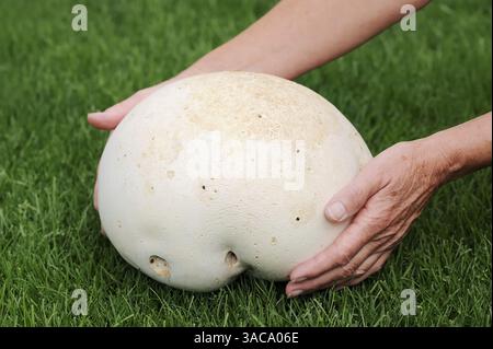 Hände mit Riesenpuffballl (Langermannia gigantea, Calvatia gigantea), Deutschland | Riesenbovist (Langermannia gigantea, Calvatia gigantea), Deutschland Stockfoto