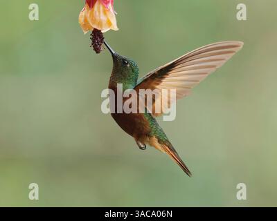 Chestnut Breasted Coronet Stockfoto