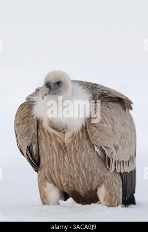 Gänsegeier im Winter (Gyps fulvus) | Gänsegeier im Winter (Gyps fulvus) Stockfoto
