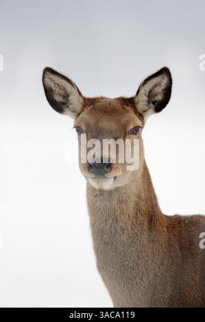 Rothirsch (Cervus elaphus), Weibchen im Winter, Deutschland | Rothirsch (Cervus elaphus), Hirschkuh im Winter, Deutschland Stockfoto