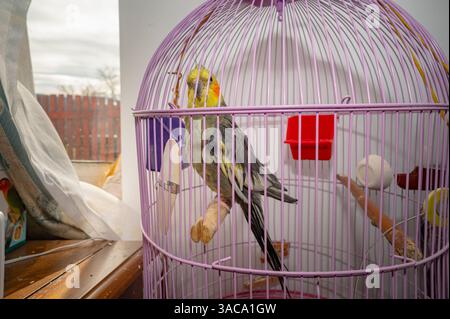 Kakatielvogel im rosa Käfig neugierig auf Kameramusik Stockfoto