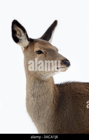 Rothirsch (Cervus elaphus), Weibchen im Winter, Deutschland | Rothirsch (Cervus elaphus), Hirschkuh im Winter, Deutschland Stockfoto