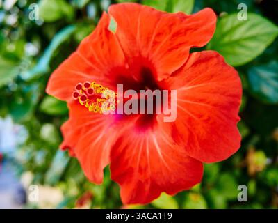 Hibiscus rosa-sinensis, umgangssprachlich bekannt als chinesischer Hibiskus, Chinesische Rose, hawaiianischer Hibiskus, Rosenmalve und Schueblack-Pflanze Stockfoto