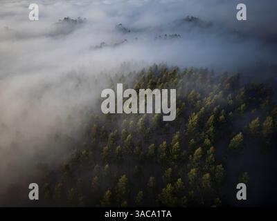 Eukalyptusplantage an einem nebeligen Tag in der Rías Baixas. O Salnes. Baumpflanzung für Holz. Stockfoto
