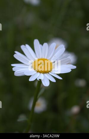 Einzel-Weiße Gänseblümchen mit gelber Mitte Stockfoto