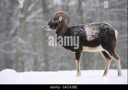 Europäischer Mufflon (Ovis gmelini musimon, Ovis orientalis musimon), männlich im Winter | Europäischer Mufflon Stockfoto