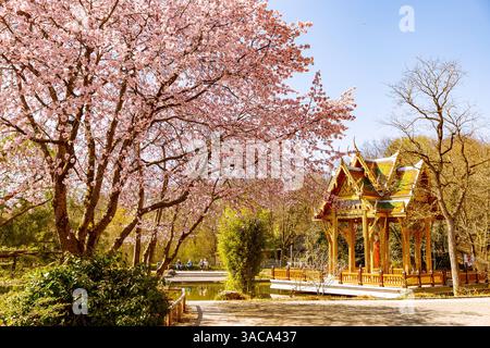 Prächtige Kirschblüte im Frühling, Ostasien-Ensemble mit Japangarten und Thailändischer Sala mit Buddha-Statue, Westpark, München, Bayern, Deutschland *** herrliche Kirschblüte im Frühling, Ostasien-Ensemble mit japanischem Garten und Thai-Sala mit Buddha-Statue, Westpark, München, Bayern, Deutschland Stockfoto