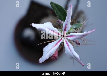 Nahaufnahme: Pachypodium succulentum mit einer Blume und mehreren Knospen. Foto mit erhöhter Schärfentiefe. Stockfoto
