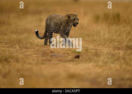 Der weibliche Leopard, bekannt als Falau, der durch die Ebenen geht, Masai Mara, Kenia Stockfoto