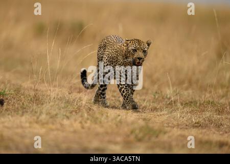 Der weibliche Leopard, bekannt als Falau, der durch die Ebenen geht, Masai Mara, Kenia Stockfoto