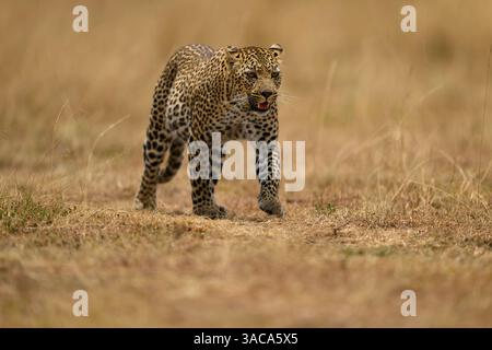 Der weibliche Leopard, bekannt als Falau, der durch die Ebenen geht, Masai Mara, Kenia Stockfoto