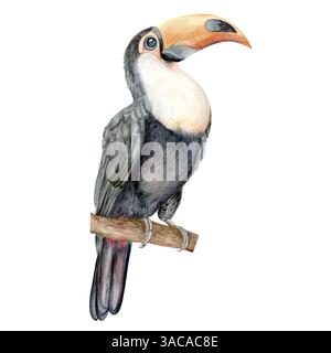Tukanvogel. Aquarellabbildung. Handgezeichnet in Pastellfarben Schokolade Baum Früchte und Blumen für Verpackungen, Textilien und botanische Designs Stockfoto