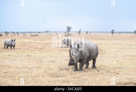 Weißes Nashorn (Ceratotherium simum), manchmal Grasnashorn genannt, eine Gruppe von drei. Stockfoto