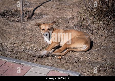 Obdachloser Hund, der auf dem Boden im Park liegt Stockfoto