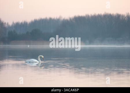 Weißer Schwan schwimmt bei Sonnenaufgang über einen See Stockfoto
