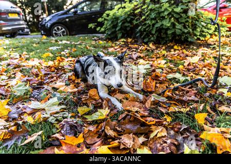 Cheltenham, Großbritannien - 15. Oktober 2023: Blue Merle Boarder Collie spielt und liegt in Blättern. Stockfoto