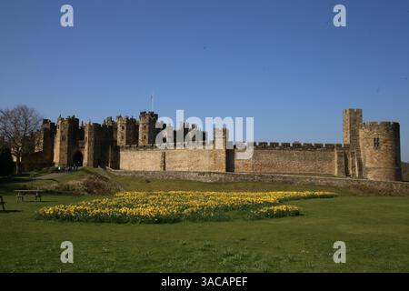 Alnwick Castle, Northumberland. 3. April 2024, UK Wetter: Alnwick Castle in Northumberland mit Narzissen als Frühling in ganz Großbritannien ankommt, Credit:DEW/Alamy Live News Stockfoto