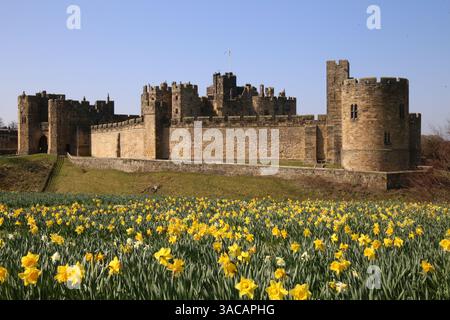 Alnwick Castle, Northumberland. 3. April 2024, UK Wetter: Alnwick Castle in Northumberland mit Narzissen als Frühling in ganz Großbritannien ankommt, Credit:DEW/Alamy Live News Stockfoto