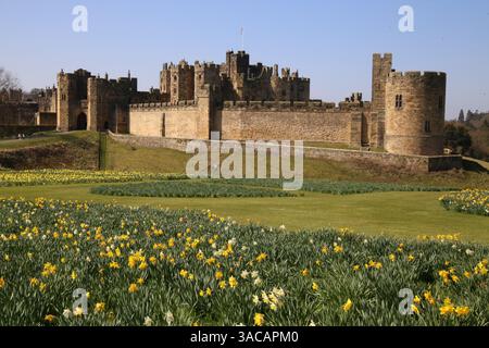 Alnwick Castle, Northumberland. 3. April 2024, UK Wetter: Alnwick Castle in Northumberland mit Narzissen als Frühling in ganz Großbritannien ankommt, Credit:DEW/Alamy Live News Stockfoto