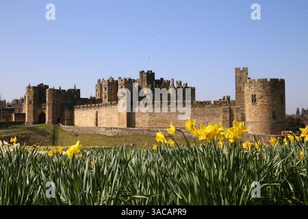 Alnwick Castle, Northumberland. 3. April 2024, UK Wetter: Alnwick Castle in Northumberland mit Narzissen als Frühling in ganz Großbritannien ankommt, Credit:DEW/Alamy Live News Stockfoto
