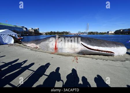 15 Meter lange Attrappe eines Pottwals an der Binnenalster in Hamburg, Deutschland. Eine Kunstaktion der belgischen Künstlergruppe Captain Boomer Collective, das auf die Folgen von Klimawandel und Umweltzerstörung aufmerksam machen will, nur redaktionelle Nutzung *** 15 Meter lange Pottwalpuppe auf der Inneren Alster in Hamburg, Deutschland ein Kunstprojekt der belgischen Künstlergruppe Captain Boomer Collective, das auf die Folgen des Klimawandels und der Umweltzerstörung aufmerksam machen soll, nur für redaktionelle Zwecke Stockfoto