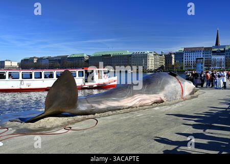 15 Meter lange Attrappe eines Pottwals an der Binnenalster in Hamburg, Deutschland. Eine Kunstaktion der belgischen Künstlergruppe Captain Boomer Collective, das auf die Folgen von Klimawandel und Umweltzerstörung aufmerksam machen will, nur redaktionelle Nutzung *** 15 Meter lange Pottwalpuppe auf der Inneren Alster in Hamburg, Deutschland ein Kunstprojekt der belgischen Künstlergruppe Captain Boomer Collective, das auf die Folgen des Klimawandels und der Umweltzerstörung aufmerksam machen soll, nur für redaktionelle Zwecke Stockfoto