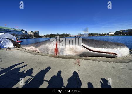 15 Meter lange Attrappe eines Pottwals an der Binnenalster in Hamburg, Deutschland. Eine Kunstaktion der belgischen Künstlergruppe Captain Boomer Collective, das auf die Folgen von Klimawandel und Umweltzerstörung aufmerksam machen will, nur redaktionelle Nutzung *** 15 Meter lange Pottwalpuppe auf der Inneren Alster in Hamburg, Deutschland ein Kunstprojekt der belgischen Künstlergruppe Captain Boomer Collective, das auf die Folgen des Klimawandels und der Umweltzerstörung aufmerksam machen soll, nur für redaktionelle Zwecke Stockfoto