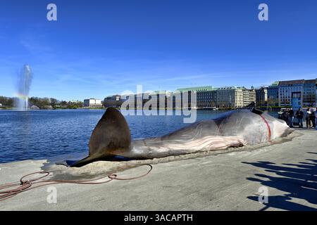 15 Meter lange Attrappe eines Pottwals an der Binnenalster in Hamburg, Deutschland. Eine Kunstaktion der belgischen Künstlergruppe Captain Boomer Collective, das auf die Folgen von Klimawandel und Umweltzerstörung aufmerksam machen will, nur redaktionelle Nutzung *** 15 Meter lange Pottwalpuppe auf der Inneren Alster in Hamburg, Deutschland ein Kunstprojekt der belgischen Künstlergruppe Captain Boomer Collective, das auf die Folgen des Klimawandels und der Umweltzerstörung aufmerksam machen soll, nur für redaktionelle Zwecke Stockfoto