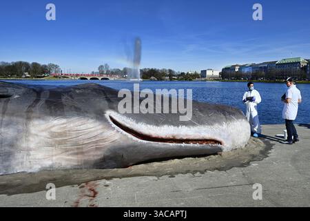 15 Meter lange Attrappe eines Pottwals an der Binnenalster in Hamburg, Deutschland. Eine Kunstaktion der belgischen Künstlergruppe Captain Boomer Collective, das auf die Folgen von Klimawandel und Umweltzerstörung aufmerksam machen will, nur redaktionelle Nutzung *** 15 Meter lange Pottwalpuppe auf der Inneren Alster in Hamburg, Deutschland ein Kunstprojekt der belgischen Künstlergruppe Captain Boomer Collective, das auf die Folgen des Klimawandels und der Umweltzerstörung aufmerksam machen soll, nur für redaktionelle Zwecke Stockfoto