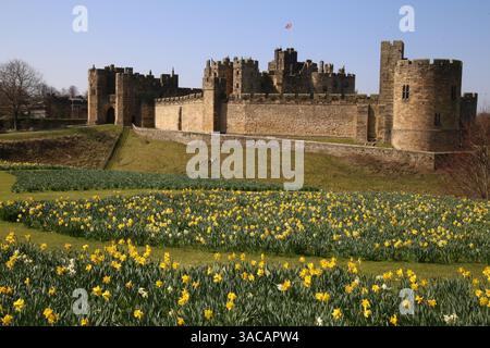 Alnwick Castle, Northumberland. 3. April 2024, UK Wetter: Alnwick Castle in Northumberland mit Narzissen als Frühling in ganz Großbritannien ankommt, Credit:DEW/Alamy Live News Stockfoto