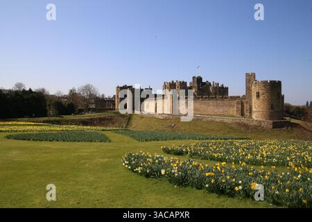 Alnwick Castle, Northumberland. 3. April 2024, UK Wetter: Alnwick Castle in Northumberland mit Narzissen als Frühling in ganz Großbritannien ankommt, Credit:DEW/Alamy Live News Stockfoto