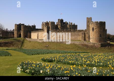 Alnwick Castle, Northumberland. 3. April 2024, UK Wetter: Alnwick Castle in Northumberland mit Narzissen als Frühling in ganz Großbritannien ankommt, Credit:DEW/Alamy Live News Stockfoto