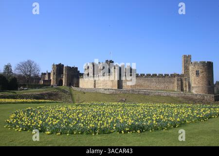 Alnwick Castle, Northumberland. 3. April 2024, UK Wetter: Alnwick Castle in Northumberland mit Narzissen als Frühling in ganz Großbritannien ankommt, Credit:DEW/Alamy Live News Stockfoto