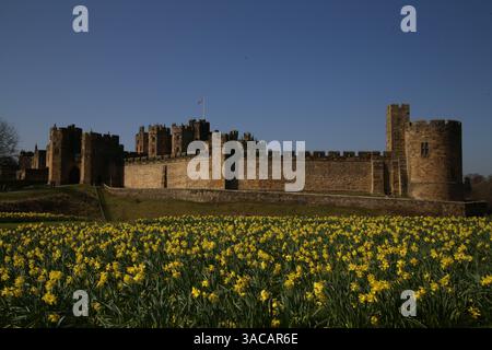Alnwick Castle, Northumberland. 3. April 2024, UK Wetter: Alnwick Castle in Northumberland mit Narzissen als Frühling in ganz Großbritannien ankommt, Credit:DEW/Alamy Live News Stockfoto