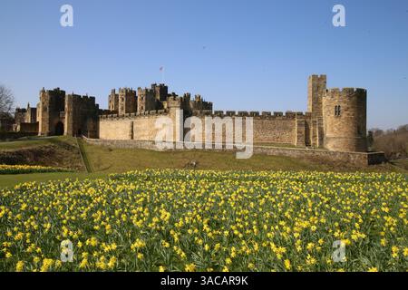 Alnwick Castle, Northumberland. 3. April 2024, UK Wetter: Alnwick Castle in Northumberland mit Narzissen als Frühling in ganz Großbritannien ankommt, Credit:DEW/Alamy Live News Stockfoto