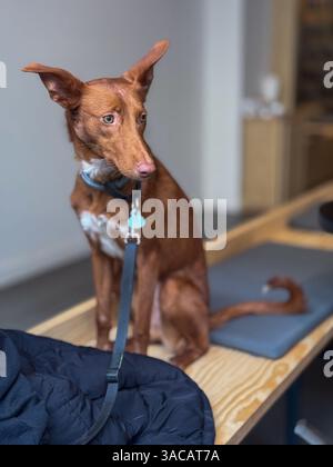 Porträt eines süßen und schüchternen spanischen Podenco-Hundes, der auf einem Platz in einem Café steht Stockfoto