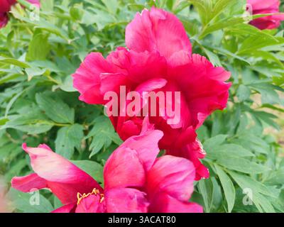 Baum Pfingstrose Blume. Große schöne rosa Baum Pfingstrose Blume. Blume mit hellrosa Blütenblättern und grünen Blättern in Nahaufnahme. Auswahl und Zucht. Kultivierte Sortenblume. Natur. Stockfoto