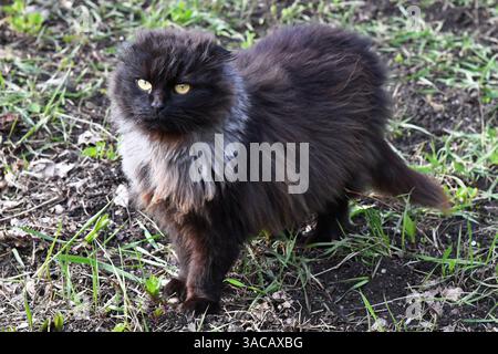 Lustige große langhaarige graue Kätzchen mit schönen großen grünen Augen auf weißem Tisch liegen. Schöne flauschige Katze leckt Lippen. Freier Speicherplatz für Text. Stockfoto