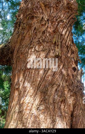 Japanischer Zedernbaum (Cryptomeria japonica), der die fasrige rotbraune Rinde zeigt. Dieser Baum wurde 1852 gepflanzt Stockfoto