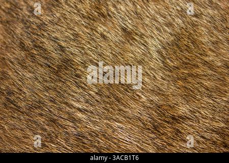 Katzenfell Textur, Nahaufnahme Foto für Hintergrund. Brauner Hintergrund aus Katzenfell. Hintergrund für Tierhaare. Stockfoto
