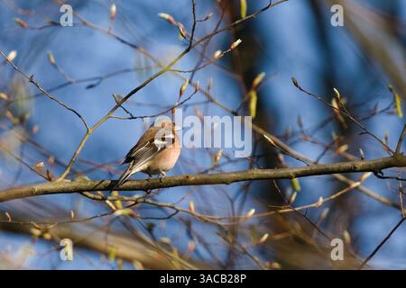 Fringilla Coelebs alias Common Chaffinch, die auf dem Baumzweig thronten. Gewöhnlicher Vogel in der Tschechischen republik. Die Natur der Tschechischen republik. Stockfoto